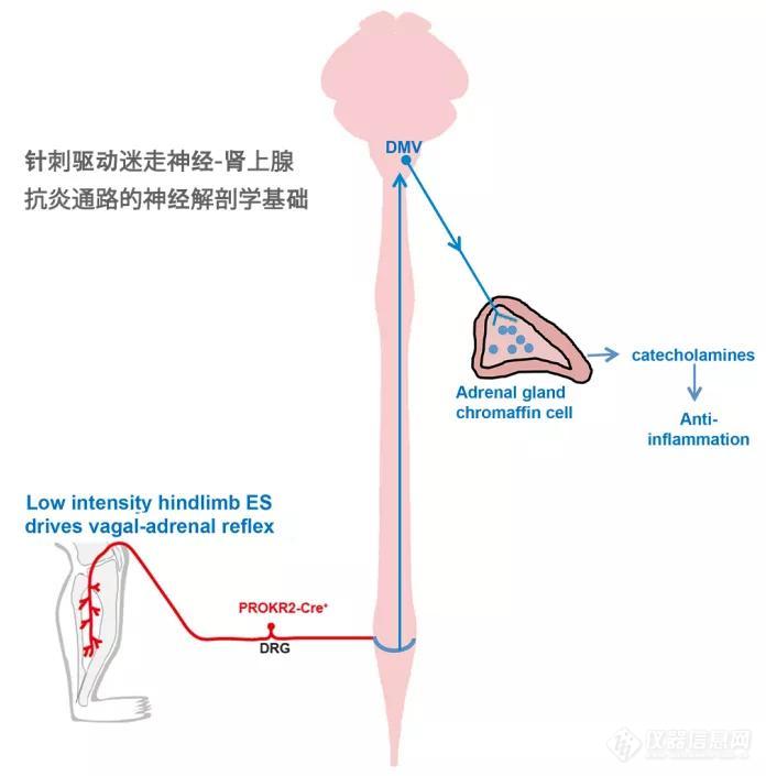 Nature突破！ | 马秋富团队揭示针灸驱动迷走神经—肾上腺抗炎通路的神经解剖学基础