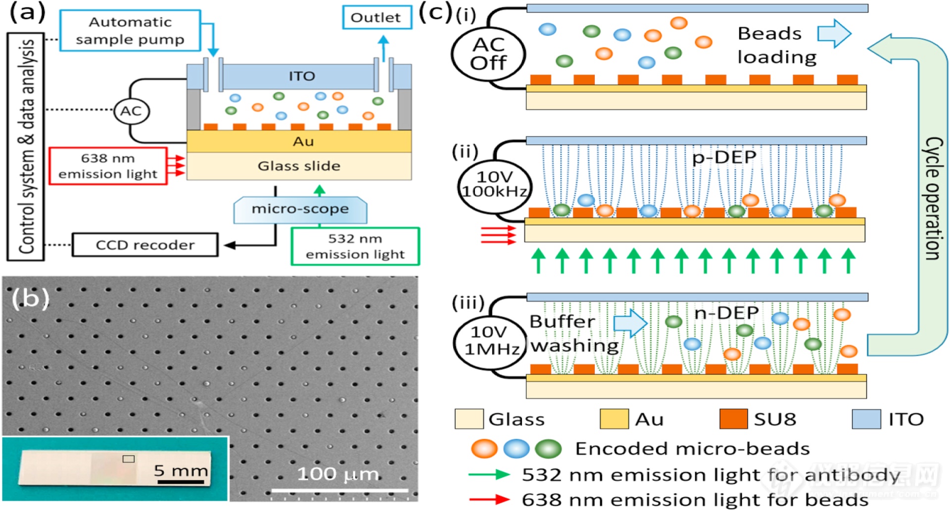 Dielectrophoresis assisted high-throughput detection system for multiplexed immunoassays.png