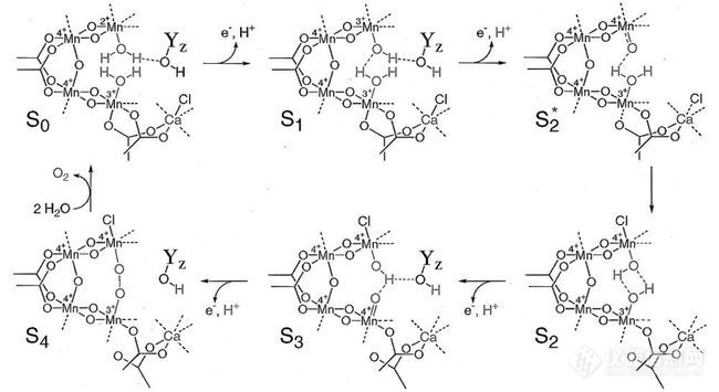 电化学红外光谱揭示光合放氧中心锰簇拟合物在多重氧化还原状态中的结构重排