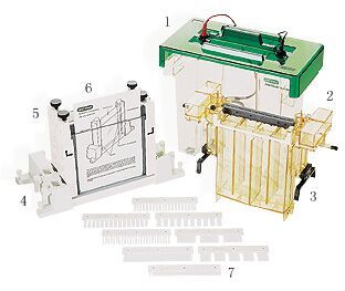 BIO-RAD伯乐PROTEAN II xi 和XL大型垂直电泳槽