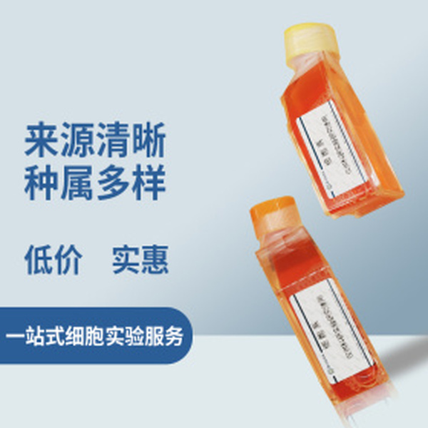 Hs888Lu人肺成纤维细胞