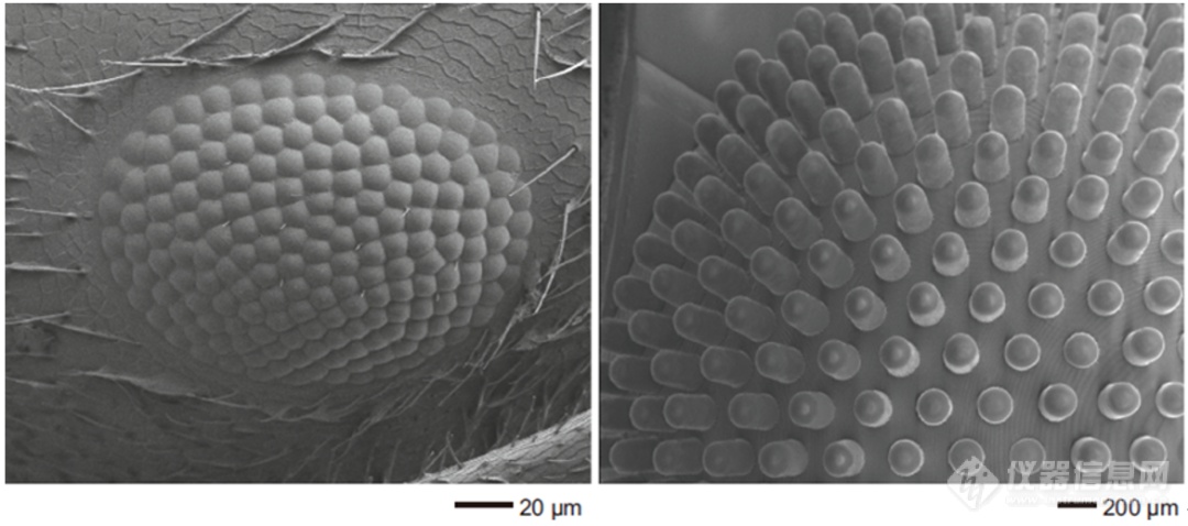 上海理工《Nature Communications》：基于微流体辅助3D打印技术制造仿生复眼