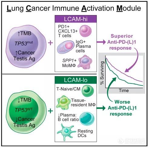 Cancer Cell | 单细胞图谱揭开非小细胞肺癌肿瘤分类新标准