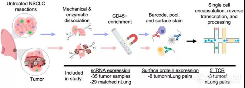 Cancer Cell | 单细胞图谱揭开非小细胞肺癌肿瘤分类新标准