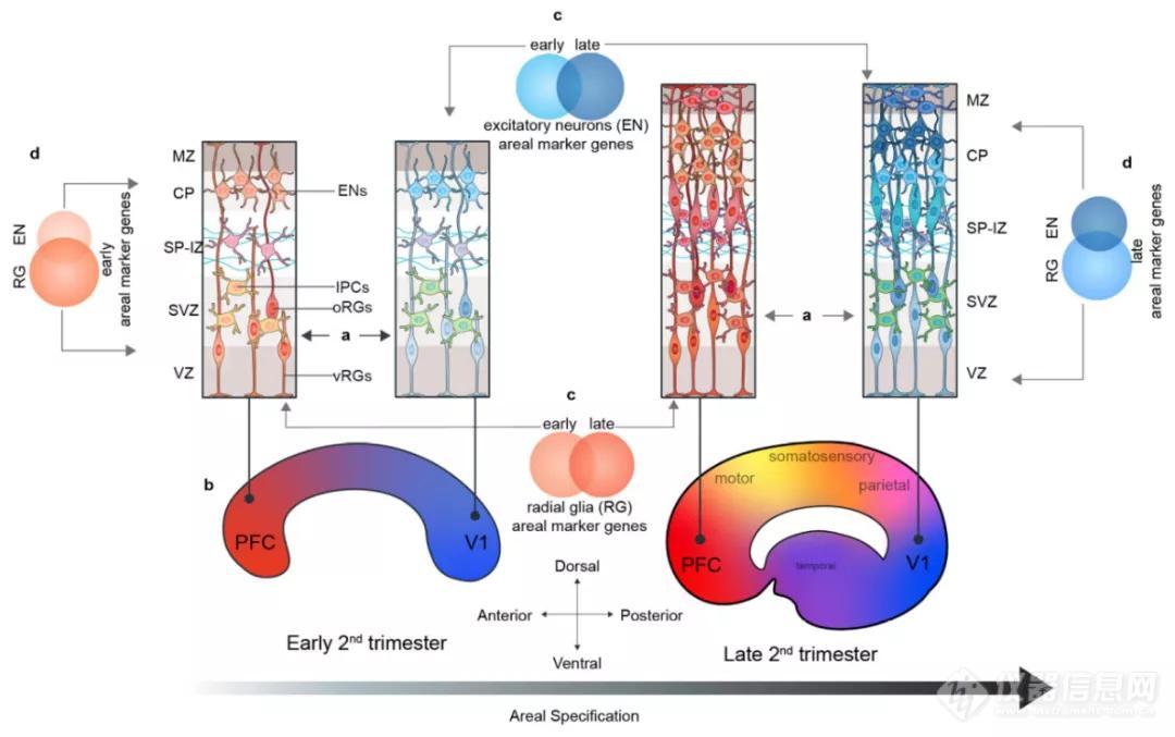 单细胞测序绘制人类大脑皮层图谱，揭示神经发育中分子动态特征