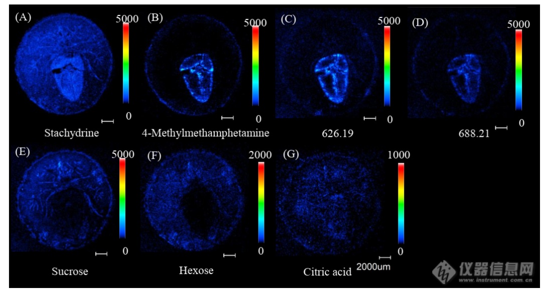 岛津成像质谱显微镜应用专题丨黄皮代谢物研究