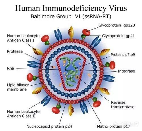 自动、快速、高重复性定量HIV-1 Gag p24 ——全自动微流控ELISA Ella用于细胞基因治疗领域