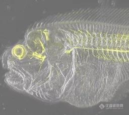 新品试用申请 | 一探究竟ANDOR台式共聚焦显微镜BC43