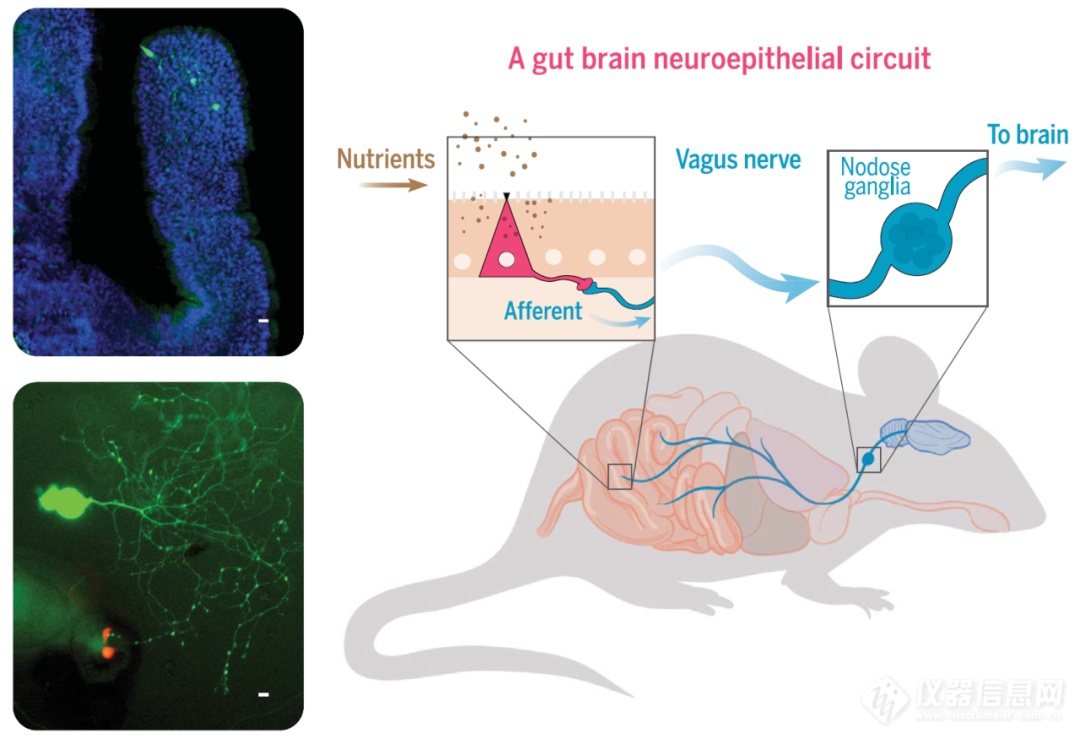 【Science】单细胞蛋白分析技术揭示肠脑神经回路新机制