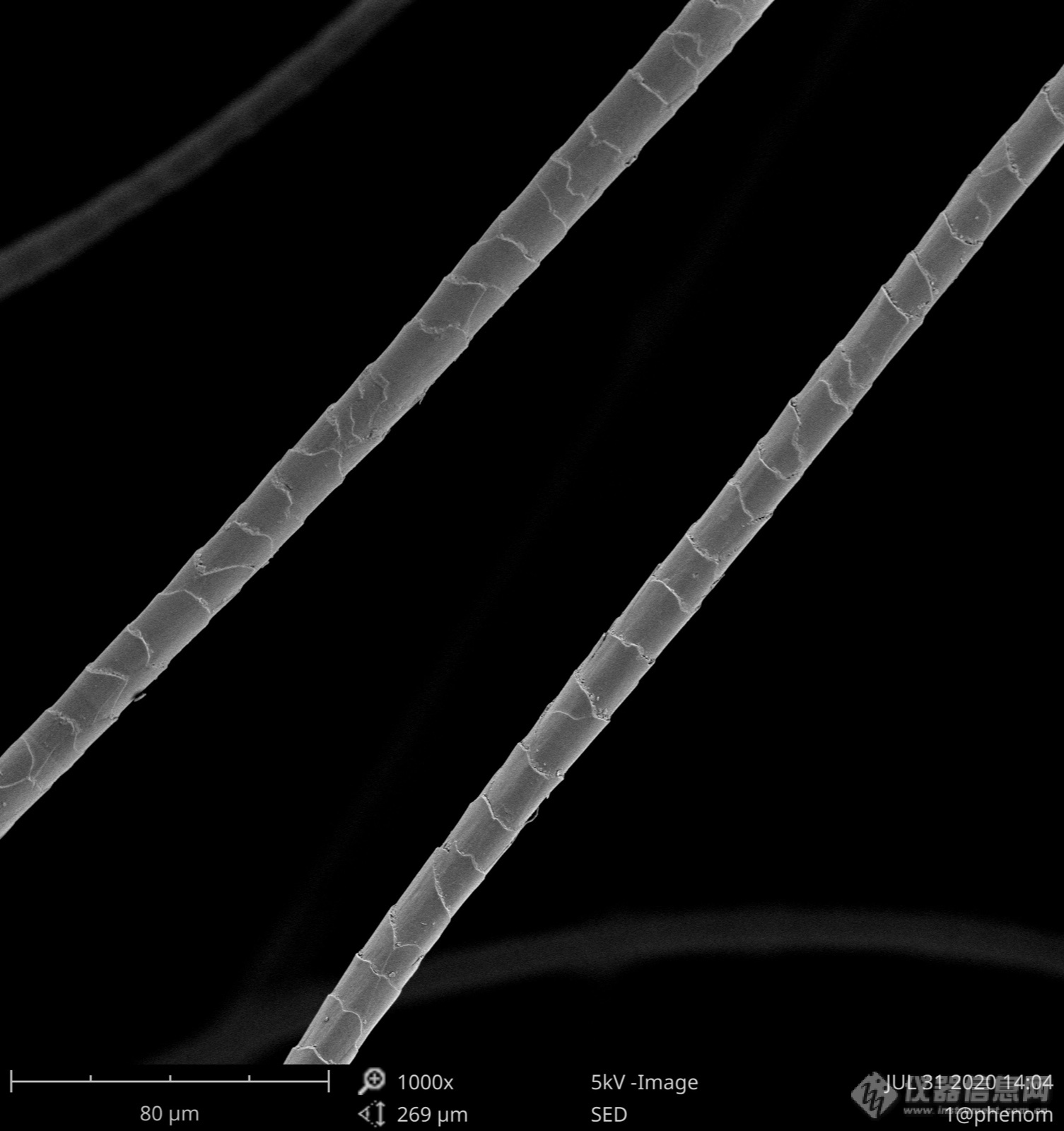 电子显微镜山羊绒.jpg