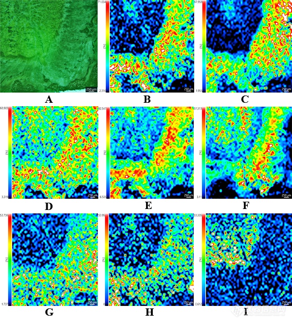岛津成像质谱显微镜应用专题丨板蓝根可视化