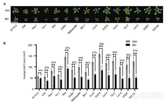 WIWAM高通量植物表型成像分析平台-拟南芥研究