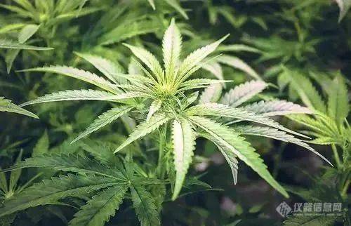 【赛纳斯】警惕 电子烟中的合成大麻素