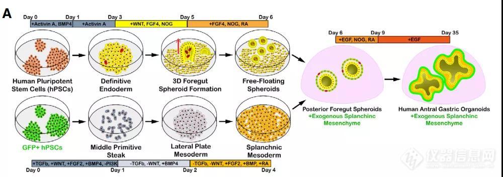 Cell Stem Cell | 有神经、有腺体、有肌肉的人胃类器官诞生！