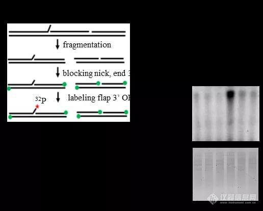 Science│ 沈炳辉团队揭示细胞如何在DNA复制压力下求生存