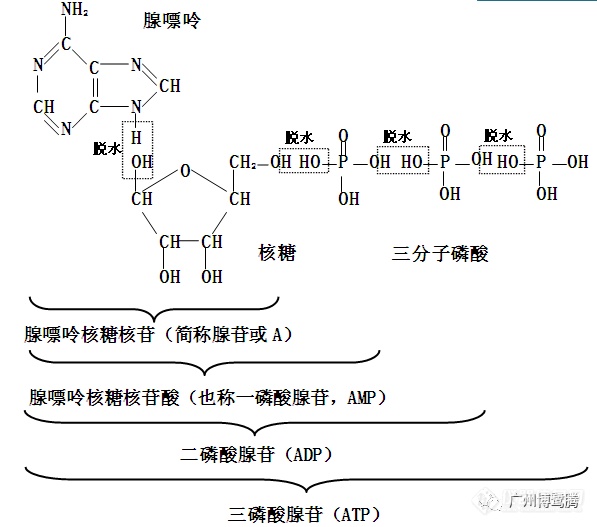 BLT小课堂 | 萤火虫萤光素酶在ATP检测中的应用