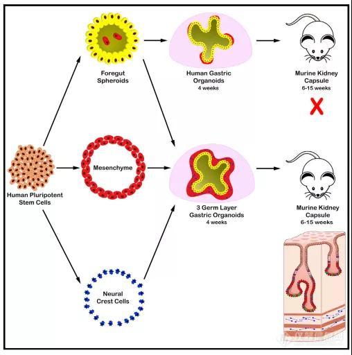 Cell Stem Cell | 有神经、有腺体、有肌肉的人胃类器官诞生！