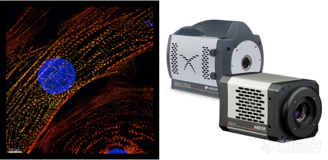 共聚焦和光片显微镜将继续成为光学显微技术基石——牛津仪器ANDOR谈高端光镜