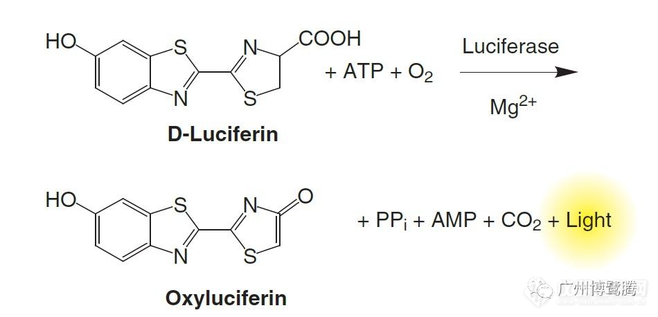 BLT小课堂 | 萤火虫萤光素酶在ATP检测中的应用