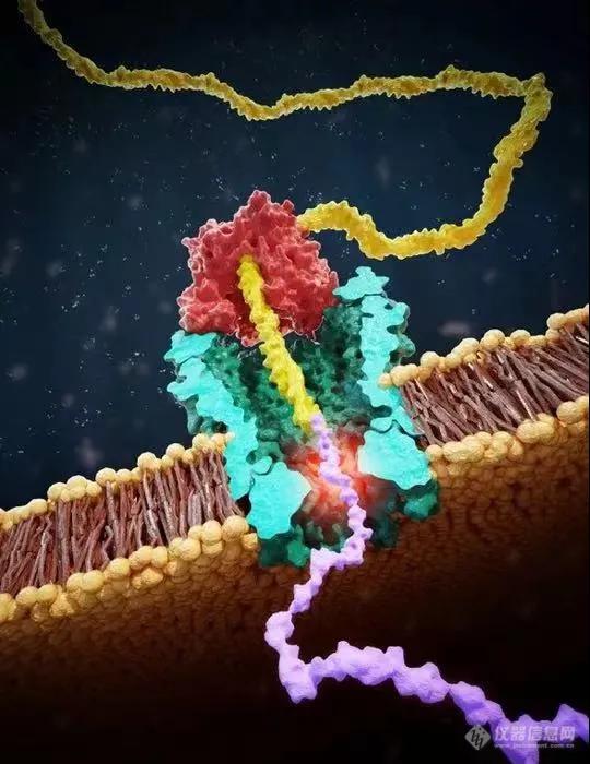 Science重磅：纳米孔直接测序蛋白质，精度高达100%，还可识别氨基酸修饰