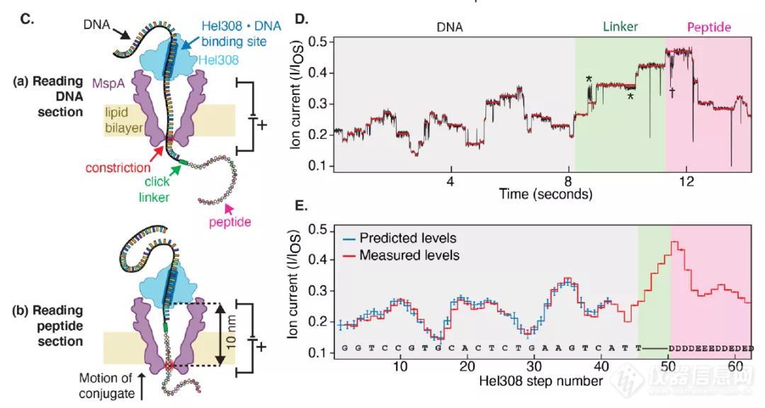 Science重磅：纳米孔直接测序蛋白质，精度高达100%，还可识别氨基酸修饰