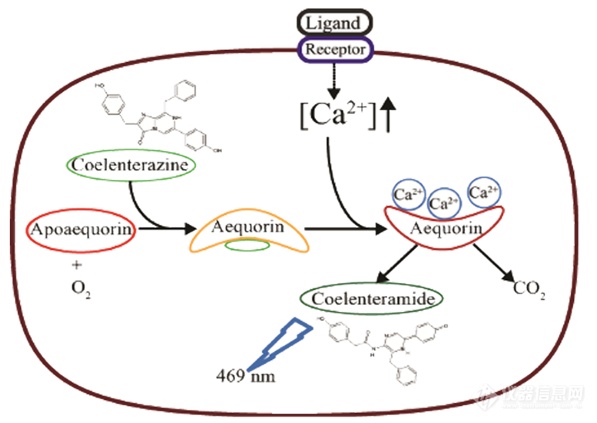 BLT小课堂|水母发光蛋白检测法在细胞钙离子含量测定中的应用