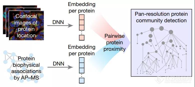 Nature | 我国科学家开发融合蛋白质图像和相互作用的细胞多尺度结构模型