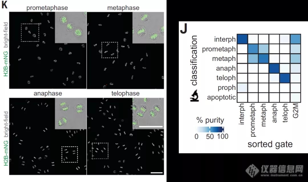 碧迪医疗与EMBL合作成果荣登Science封面 