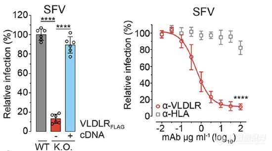 【Nature】赛多生物分析三剑客助力甲病毒受体快速发现