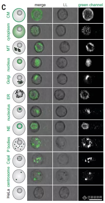 碧迪医疗与EMBL合作成果荣登Science封面 