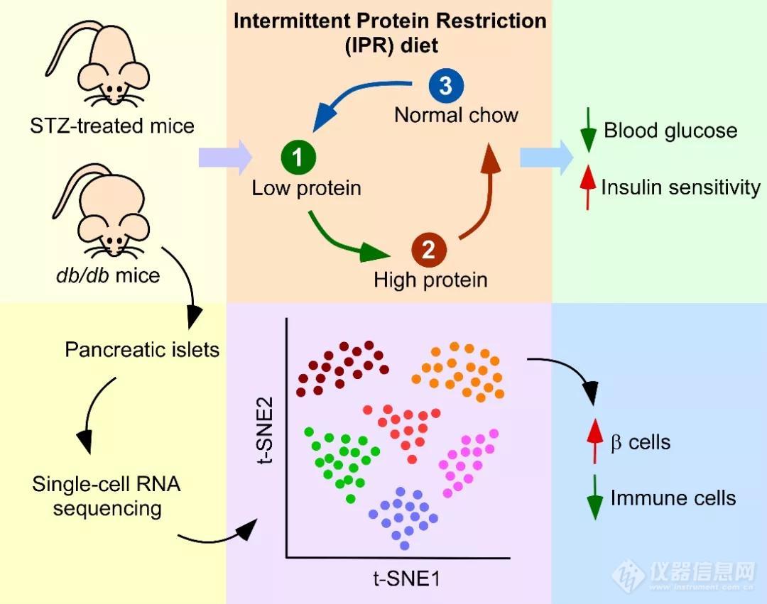 中科院陈雁团队发现间歇性蛋白限制能够干预糖尿病并保护胰岛β细胞