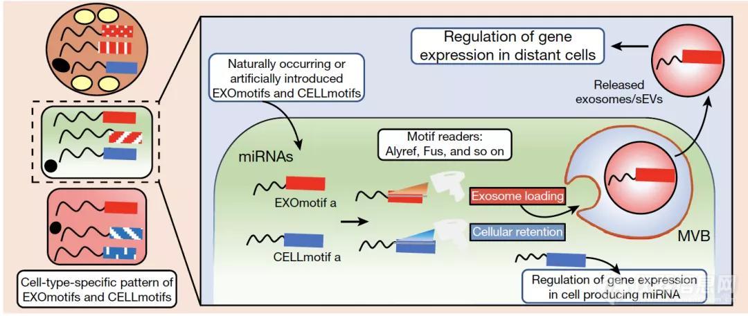 Nature | 破解miRNA释放或滞留的序列密码