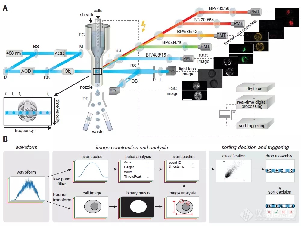 碧迪医疗与EMBL合作成果荣登Science封面 