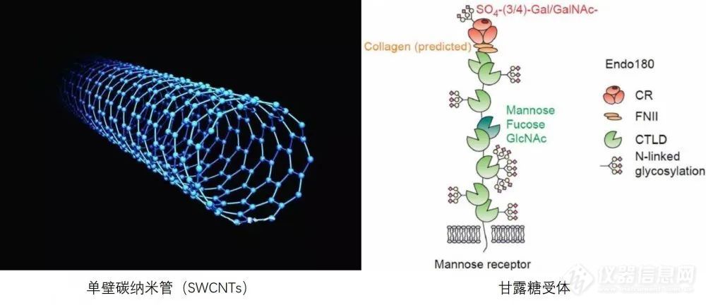 文献速递|多模式动物活体成像系统在鱼疫苗研发中的应用