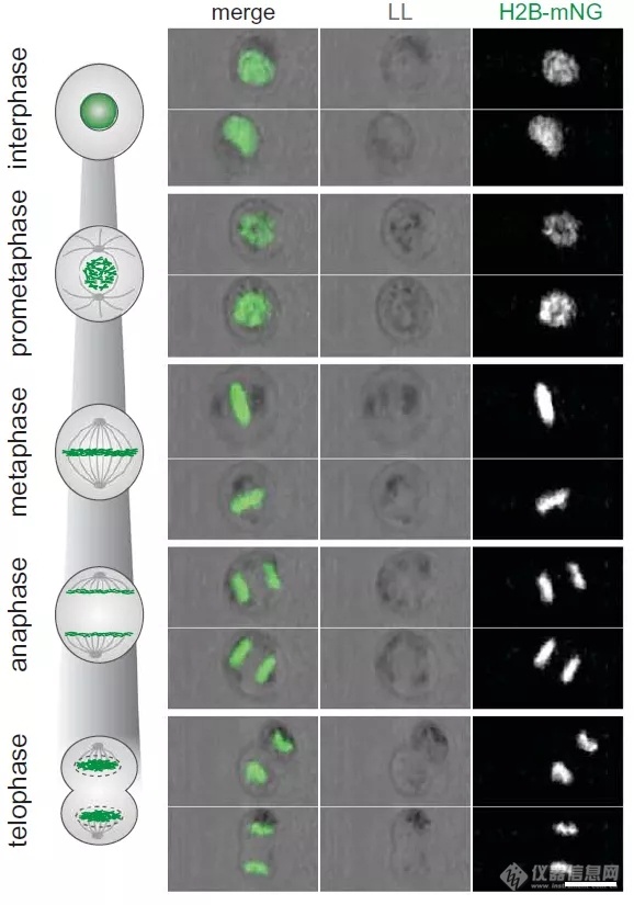 碧迪医疗与EMBL合作成果荣登Science封面 