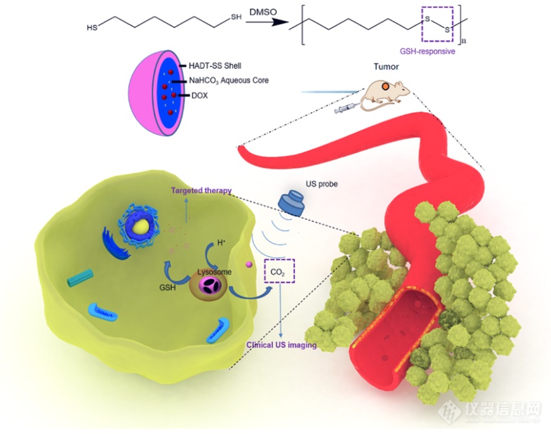 文献速递|动物活体成像系统在载药纳米超声造影剂研制中的应用