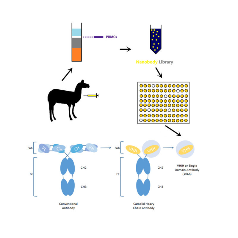 康体生命羊驼纳米抗体定制技术服务