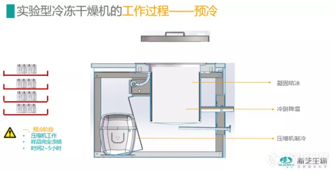 【新芝学堂】情人节的玫瑰花，你get到了吗？