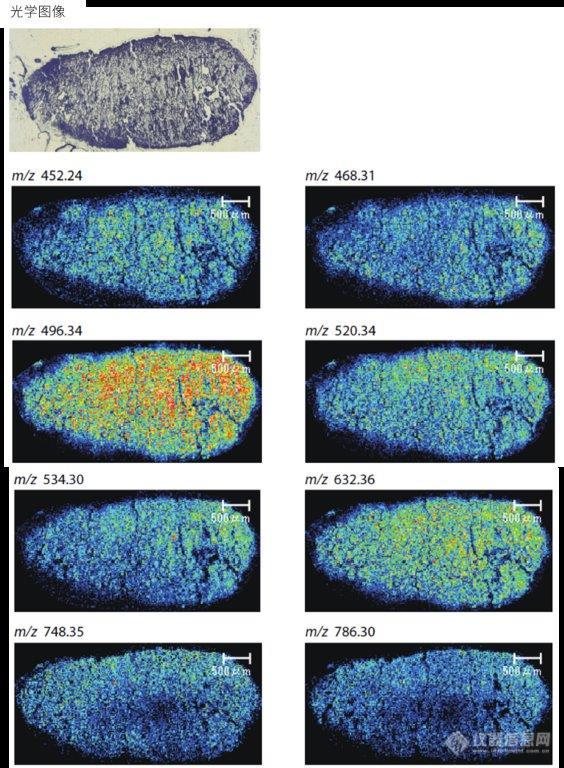 岛津成像质谱显微镜应用专题丨米曲可视化