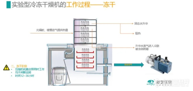 【新芝学堂】情人节的玫瑰花，你get到了吗？