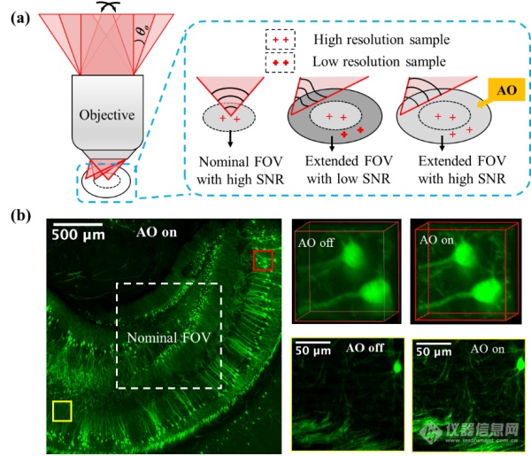 深圳先进院郑炜团队提出可突破物镜标定视场极限的大视场高分辨双光子成像技术