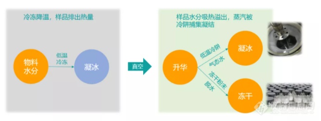 【新芝学堂】情人节的玫瑰花，你get到了吗？