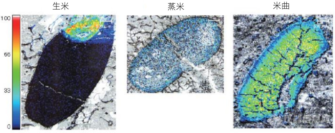 岛津成像质谱显微镜应用专题丨米曲可视化