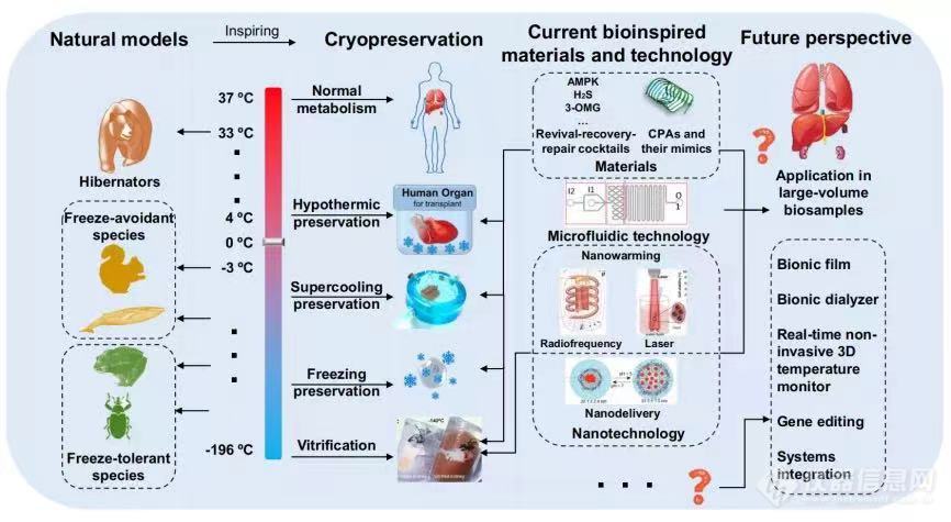 中科院新成果！首次实现干细胞-269℃液氦低温保存 相关设备已在百余家医院实现临床应用