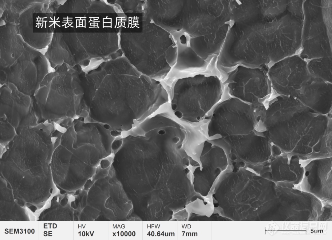 国仪量子看-今天带你用扫描电镜看人类超重要能量来源