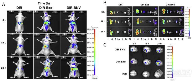 文献速递ㅣ动物活体成像系统在纳米医学领域中的应用一