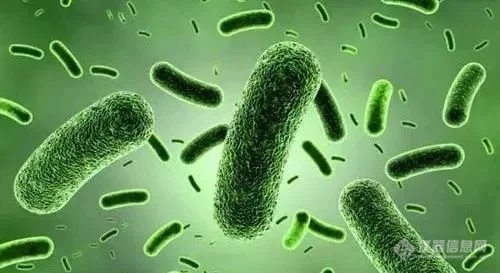铜绿假单胞菌/绿脓杆菌