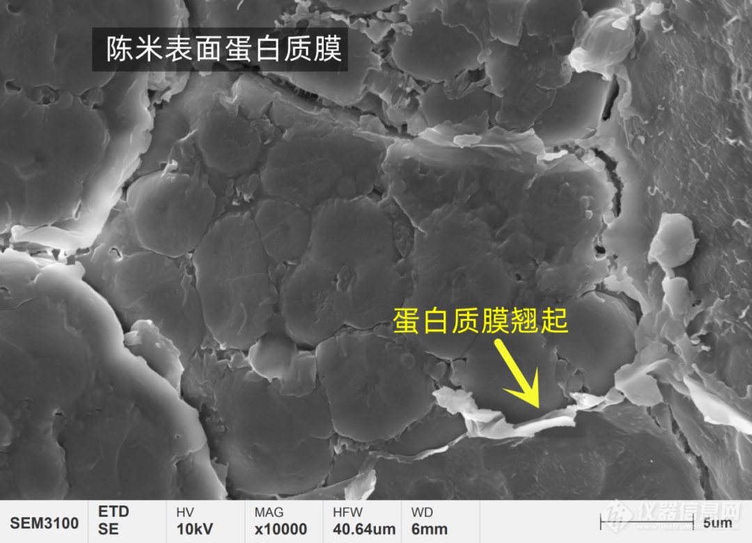 国仪量子看-今天带你用扫描电镜看人类超重要能量来源