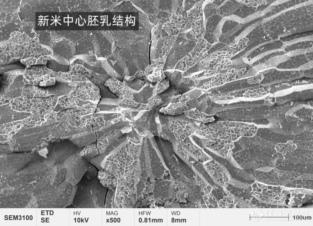 国仪量子看-今天带你用扫描电镜看人类超重要能量来源