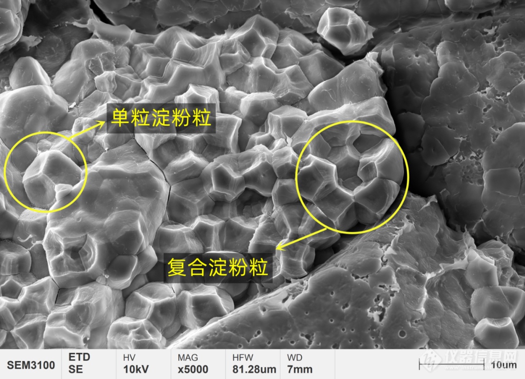 国仪量子看-今天带你用扫描电镜看人类超重要能量来源